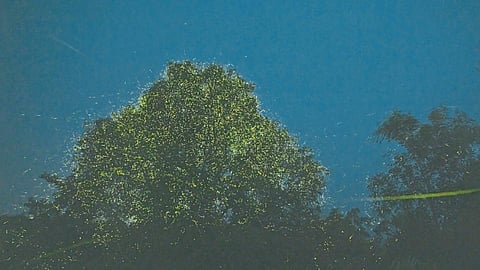 Fireflies