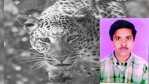 Leopards attack