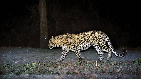 Leopard