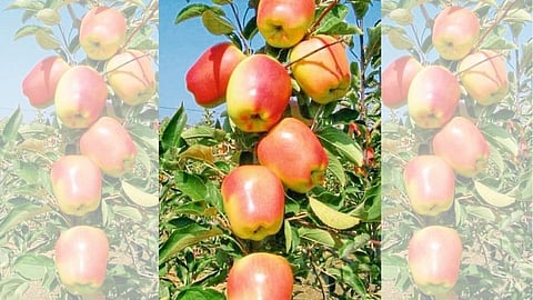 Apple