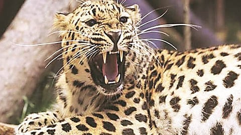 Leopards