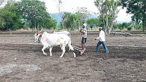 Bulls