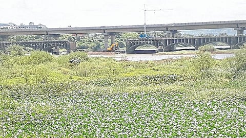 Water Hyacinth
