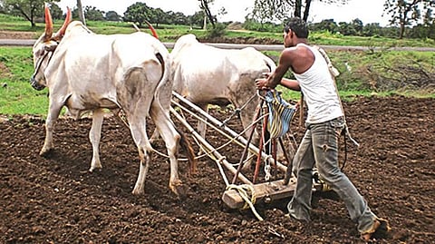 Sowing