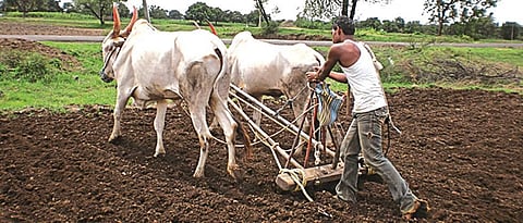 दुबार पेरणीचे संकट; कुठे अवर्षण, तर कुठे बियाणे कुजले