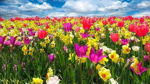 flower