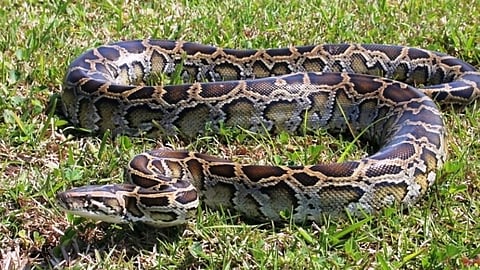 python