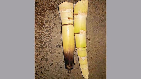ranbhaji