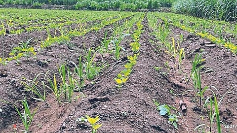 Crop Sowing