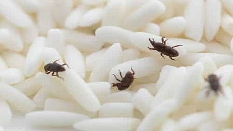 पावसाळ्यात तांदळाला किड्यांपासून वाचवा, 'या' आहेत सोप्या टीप्स