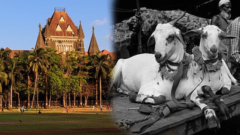 Mumbai-High-Court-Bakri-Eid