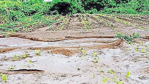 नांदेड : अतिवृष्टीमुळे मालेगाव (ता. अर्धापूर) येथील ज्ञानेश्वर इंगोले यांच्या हळद पिकाचे नुकसान झाले.