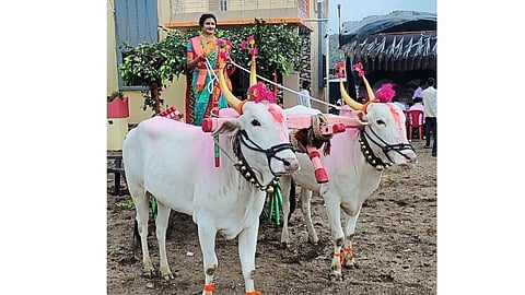 bride drives a bullock cart