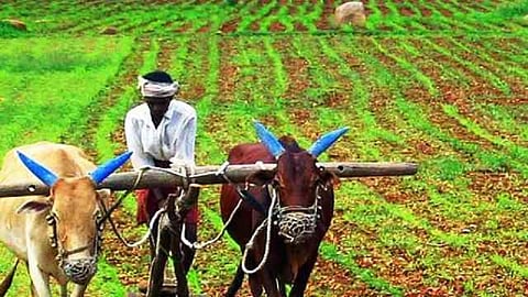insurance crop