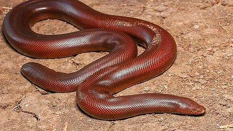 Eryx johnii