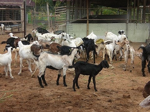 धुळे-नंदुरबारमधील शेळी,कुक्कुटपालन व्यवसायाला मिळणार चालना