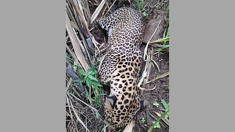 Leopard