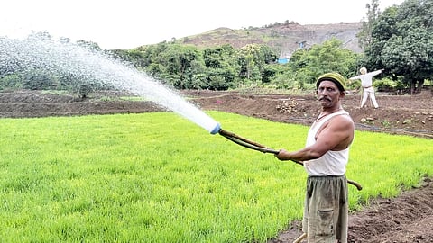पावसाने ओढ दिल्याने भातरोपे वाचविण्यासाठी शेतकऱ्यांची धडपड