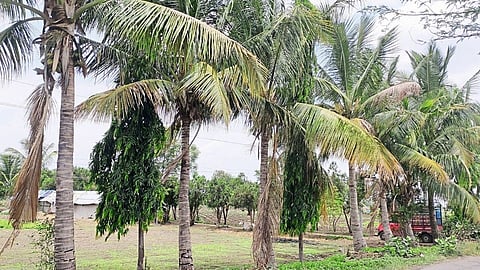 yesgaon