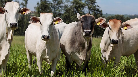 Cows