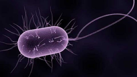 Leptospirosis