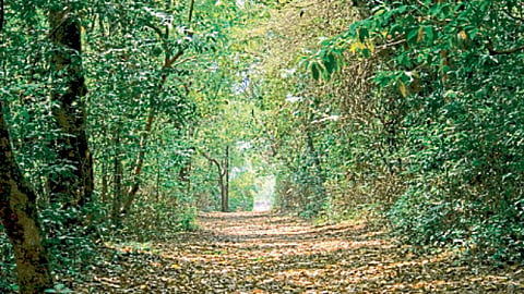 Forest