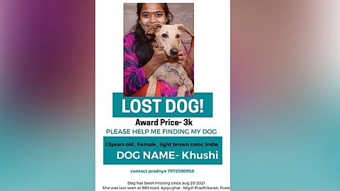 find dog