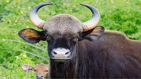 नायगाव शिवारात दिसला वनगवा, शेतकऱ्यांमध्ये दहशत