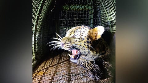 leopard