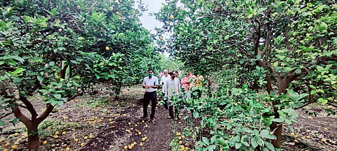 Fruit farm