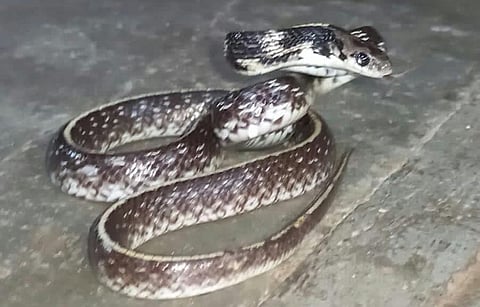 Indian Egg Eater Snake