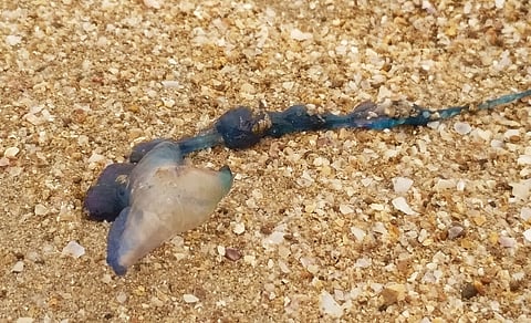 jelly fish