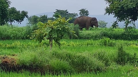 विचलित झालेल्या हत्तींना डिवचणे धोकादायक