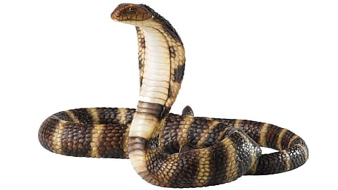 Snake Bite
