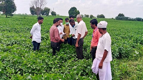 parbani soyabean