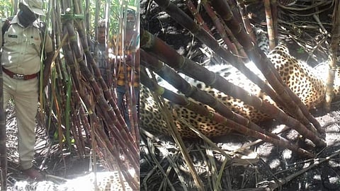 Leopard