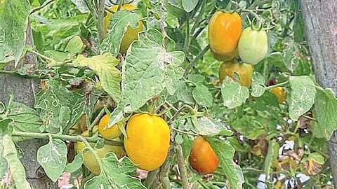 Tomato
