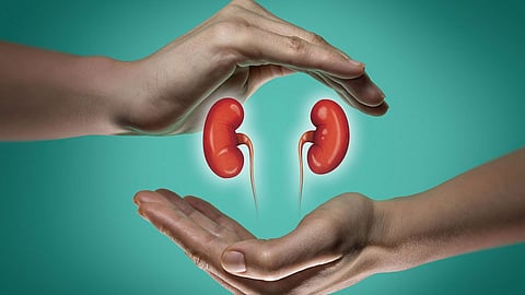 Kidney