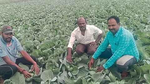 cabbage crop