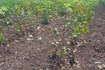 Cotton