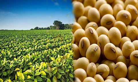 फुलोऱ्यावरील सोयाबीनला देऊ नका युरिया; कृषी तज्ज्ञांचे आवाहन