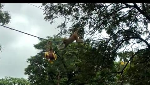 monkey breaks dahihandi
