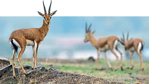 Chinkara