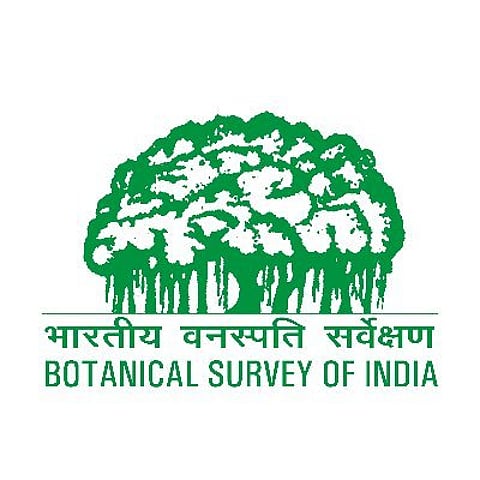 bsi