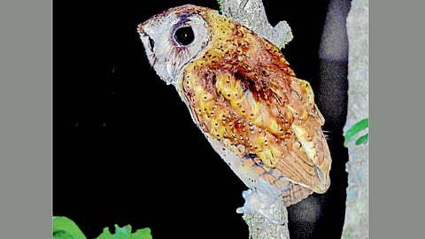 owl bird