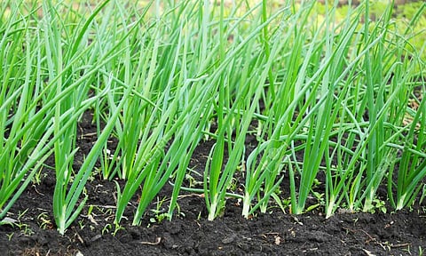 onion