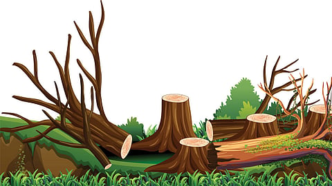 Tree Cutting