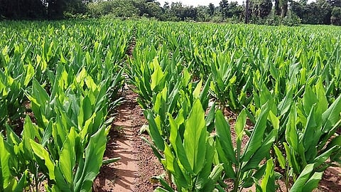 turmeric