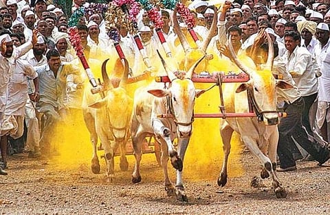bullock cart race