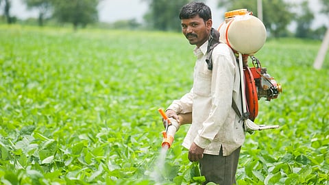किटविनाच कीटकनाशकांची फवारणी; विषबाधेचा फास यंदाही कायम